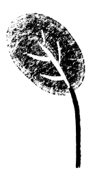foglia